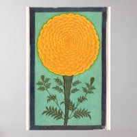 Een Marigold, van het Kleine Album Clive