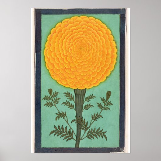 Een Marigold, van het Kleine Album Clive Poster (Voorkant)