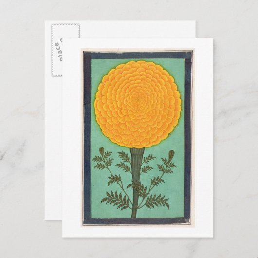 Een Marigold, van het Kleine Album Clive (w/c op p Briefkaart (Voorkant / Achterkant)