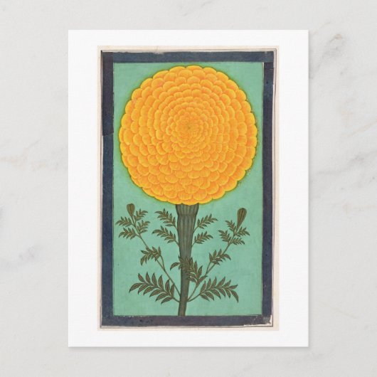 Een Marigold, van het Kleine Album Clive (w/c op p Briefkaart (Voorkant)