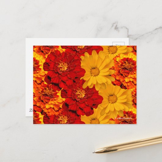 Een Medley van de Rode Gele en Oranje Marigolds Briefkaart (Voorkant / Achterkant in situ)