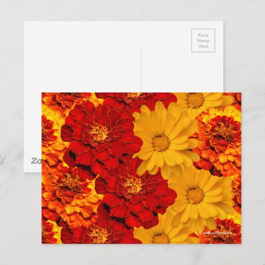 Een Medley van de Rode Gele en Oranje Marigolds Briefkaart (Voorkant / Achterkant)