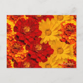 Een Medley van de Rode Gele en Oranje Marigolds Briefkaart (Voorkant)