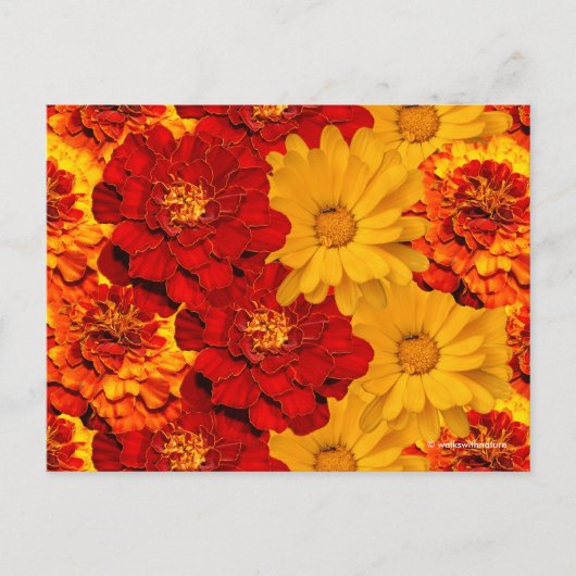 Een Medley van de Rode Gele en Oranje Marigolds Briefkaart (Voorkant)