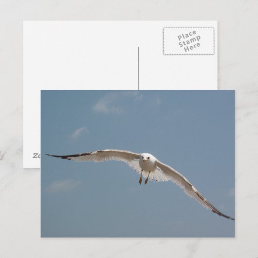Een meeuw die in de lucht vliegt briefkaart (Voorkant / Achterkant)