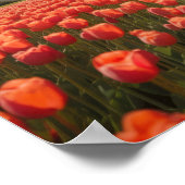 Een meisje in een tulpenveld poster (Hoek)