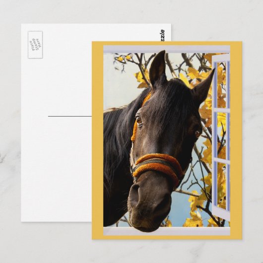 Een merkwaardig paard dat door een keukenvenster k briefkaart (Voorkant / Achterkant)