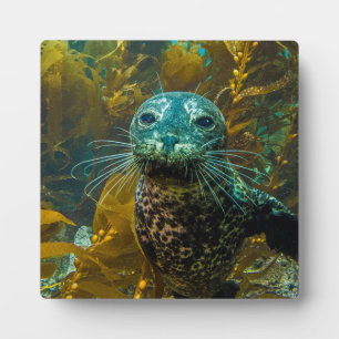 Een merkwaardig zeebraseal Kelp bos Santa Barbar Fotoplaat