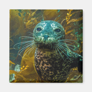 Een merkwaardig zeebraseal Kelp bos Santa Barbar Magneet