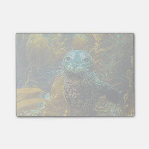 Een merkwaardig zeebraseal Kelp bos Santa Barbar Post-it® Notes
