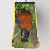 Een merkwaardige Amerikaanse Robin in de gras Golfheadcover (Draai 90)