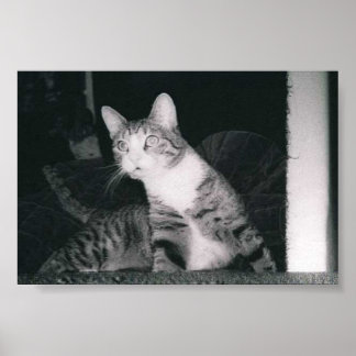 Een merkwaardige kat poster