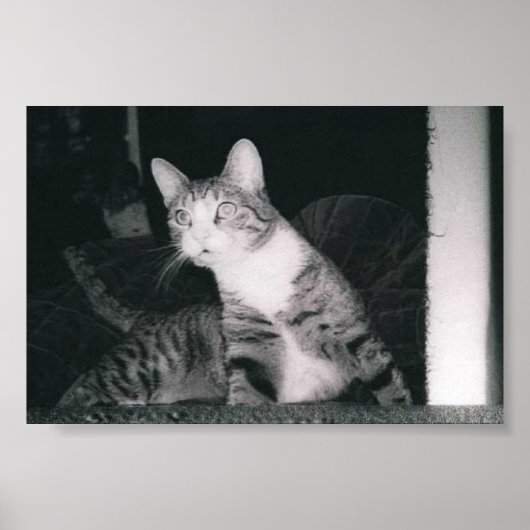 Een merkwaardige kat poster (Voorkant)