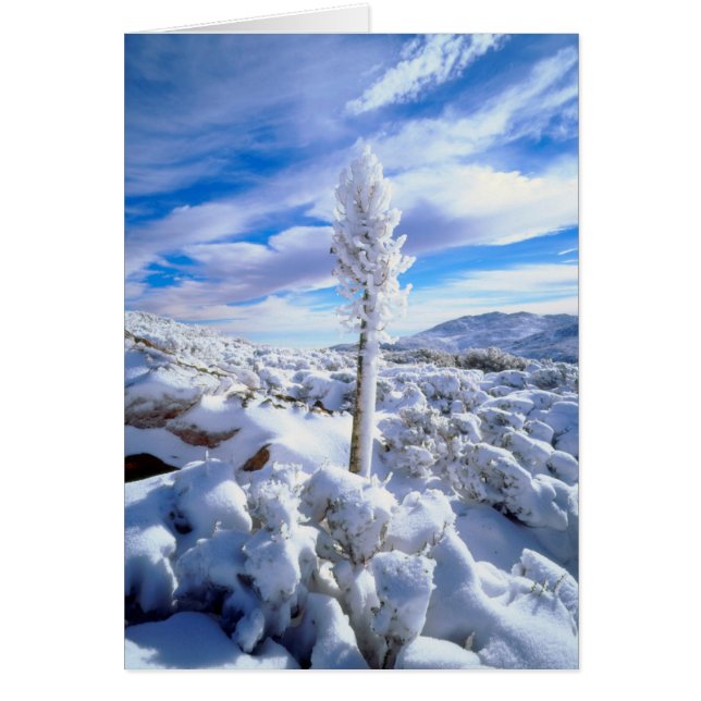 Een met sneeuw bedekte yucca (Voorkant)