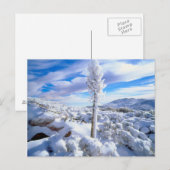 Een met sneeuw bedekte yucca briefkaart (Voorkant / Achterkant)
