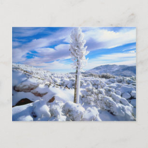 Een met sneeuw bedekte yucca briefkaart