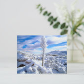 Een met sneeuw bedekte yucca briefkaart (Staand voorkant)