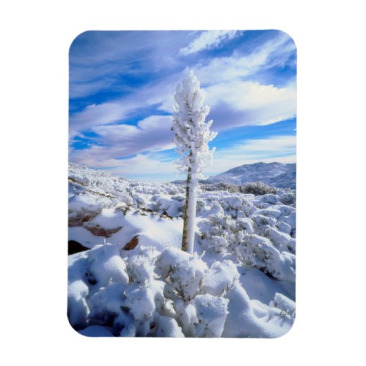 Een met sneeuw bedekte yucca magneet (Verticaal)