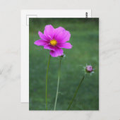 Een Mexicaanse Aster Briefkaart (Voorkant / Achterkant)