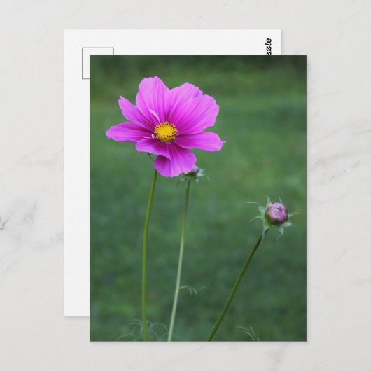 Een Mexicaanse Aster Briefkaart (Voorkant / Achterkant)