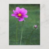 Een Mexicaanse Aster Briefkaart (Voorkant)