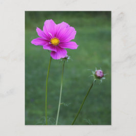 Een Mexicaanse Aster Briefkaart