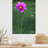 Een Mexicaanse Aster Poster (Keuken)