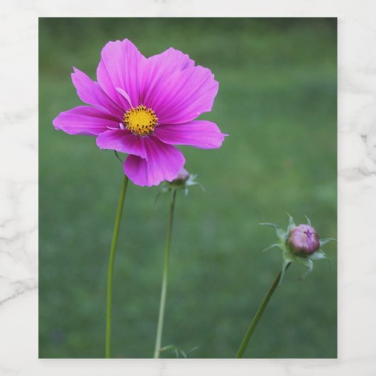 Een Mexicaanse Aster Wijn Etiket (Enkel label)