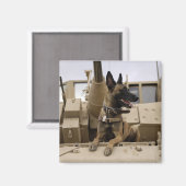 Een militaire werkhond zit op een M2A3 Magneet (Voorkant / Achterkant)