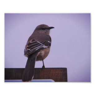 Een Mockingbird Song Bird Foto Afdruk