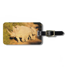 Een Moeder en Calf Witte Rijn in Zuid-Afrika