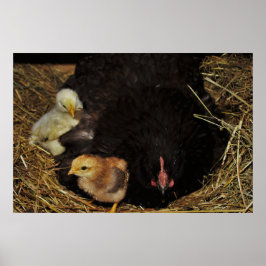 Een moeder en haar kuikens poster