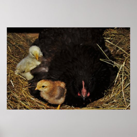 Een moeder en haar kuikens poster (Voorkant)
