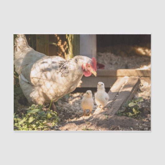 Een moeder kip met haar kip tissuepapier (Voorkant)