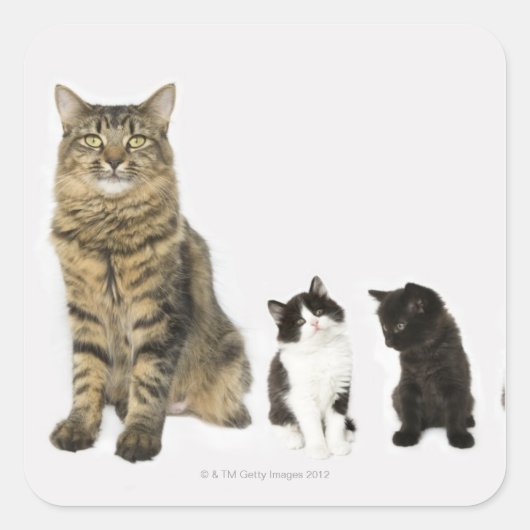 Een moeder met haar vier kittens die samen zitten vierkante sticker (Voorkant)