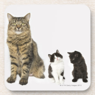 Een moeder met haar vier kittens zitten allemaal bier onderzetter