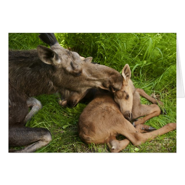 Een moederliefde (Voorkant Horizontaal)