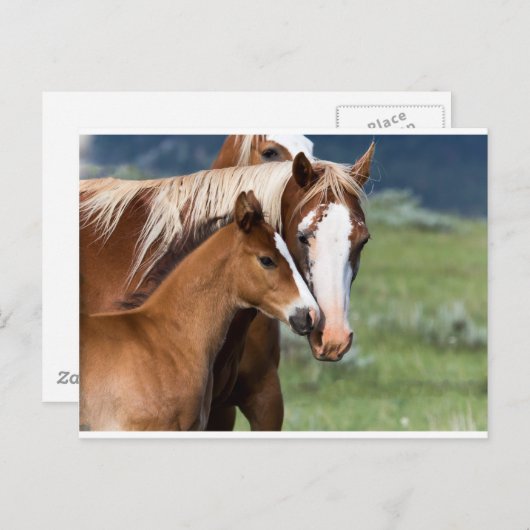 Een moederliefde briefkaart (Voorkant / Achterkant)