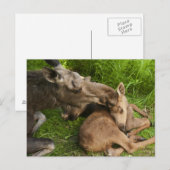 Een moederliefde briefkaart (Voorkant / Achterkant)