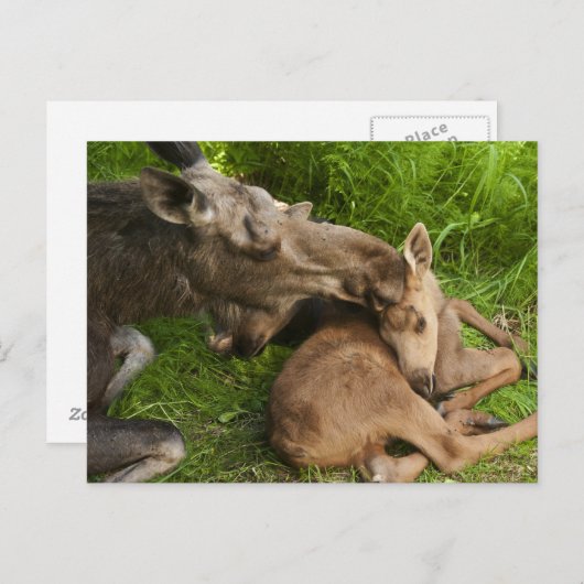 Een moederliefde briefkaart (Voorkant / Achterkant)