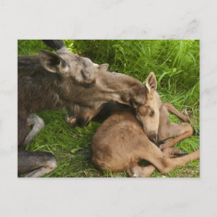 Een moederliefde briefkaart