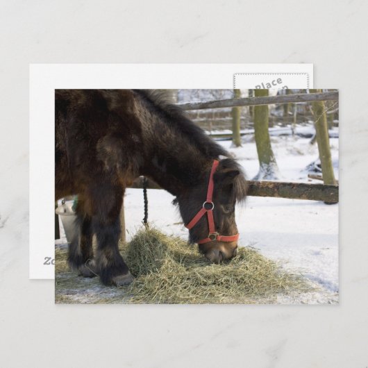 Een moederpaard uit Gotland waar Briefkaart (Voorkant / Achterkant)