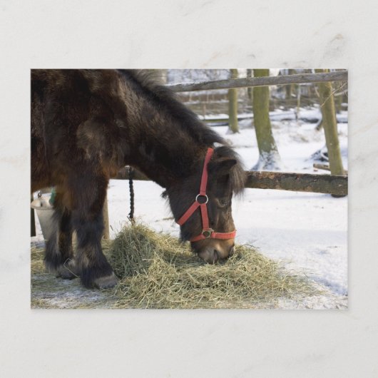 Een moederpaard uit Gotland waar Briefkaart (Voorkant)