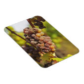 Een moedwillige druif uit de druif van Ch Raymond  Magneet (Rechterzijde)