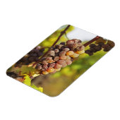 Een moedwillige druif uit de druif van Ch Raymond  Magneet (Linkerzijde)