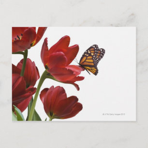 een monarch bezoekt een bouquet rode tulpen briefkaart