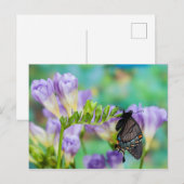 Een monarchvlinder | Danaus Plexippus Briefkaart (Voorkant / Achterkant)