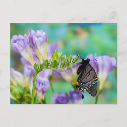Een monarchvlinder | Danaus Plexippus Briefkaart (Voorkant)