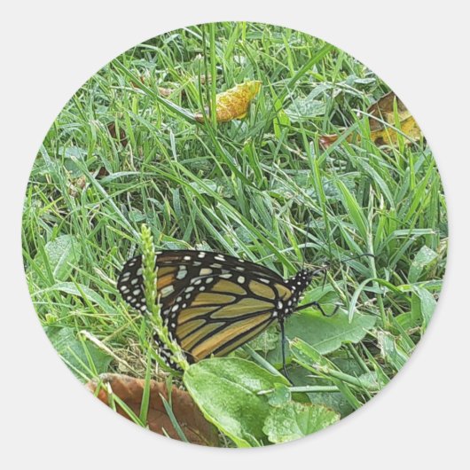Een monarchvlindersticker ronde sticker (Voorkant)