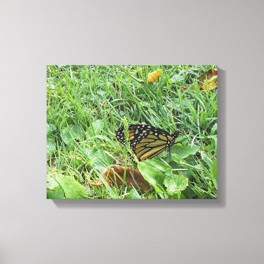 Een Monboogvlinder Canvas Afdruk (Voorkant)